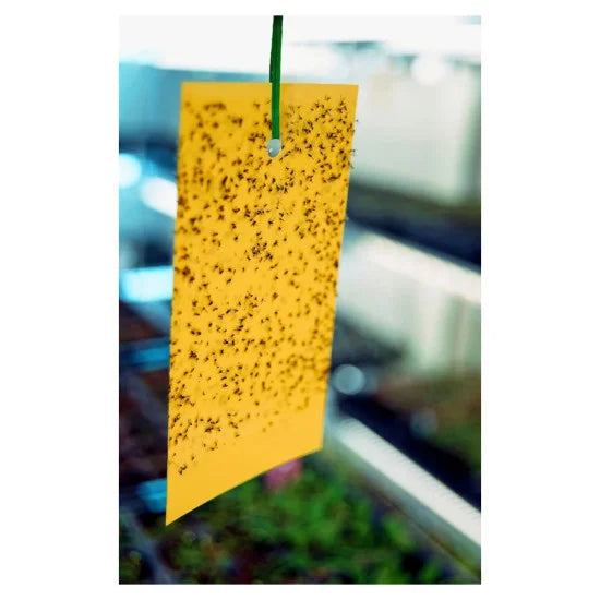 ASHLEY 5PC DUAL-SIDED HANGING INSECT TRAP